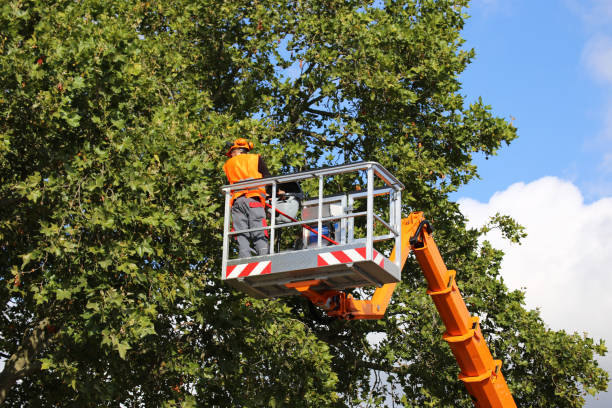 Professional Tree Service in Northview, MI